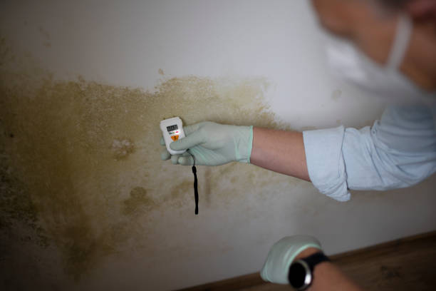 Reliable Dallas Center, IA Mold Removal Solutions